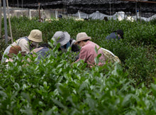 Heritage Collection | Single Cultivar Kageyama Uji Matcha Heritage Uji Matcha | Shimizu Tea Farm - Ultra Premium Matcha Australia 20g