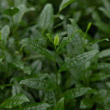 Heritage Collection | Single Cultivar Kageyama Uji Matcha Heritage Uji Matcha | Shimizu Tea Farm - Ultra Premium Matcha Australia 20g